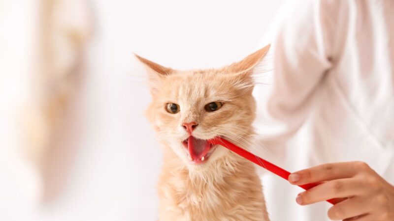 How to Create a Sustainable Cat Routine: Simple Tips for a Greener, Happier Home