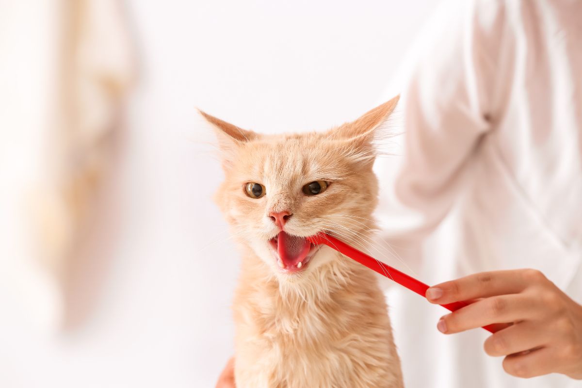 How to Create a Sustainable Cat Routine: Simple Tips for a Greener, Happier Home