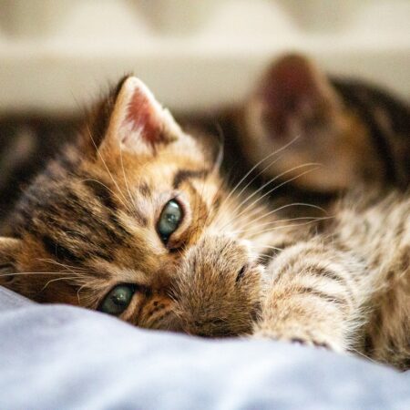 🧬 The 10 Most Hypoallergenic Cat Breeds — Ranked by Fel d 1 Protein Production
