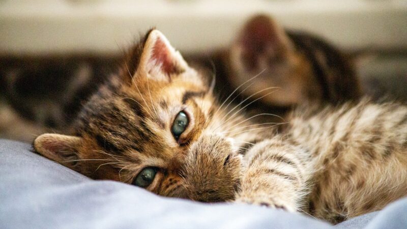 🧬 The 10 Most Hypoallergenic Cat Breeds — Ranked by Fel d 1 Protein Production