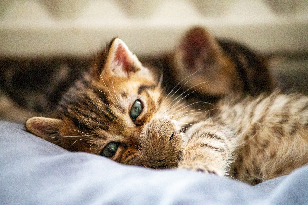 🧬 The 10 Most Hypoallergenic Cat Breeds — Ranked by Fel d 1 Protein Production