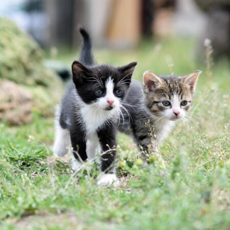 🐱 What to Do If the Shelter Won’t Take the Kitten