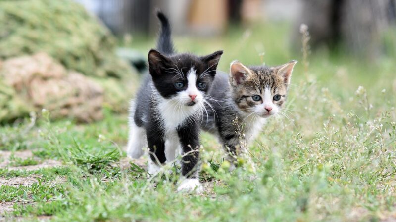 🐱 What to Do If the Shelter Won’t Take the Kitten
