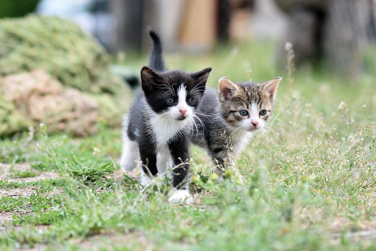 đ± What to Do If the Shelter Wonât Take the Kitten
