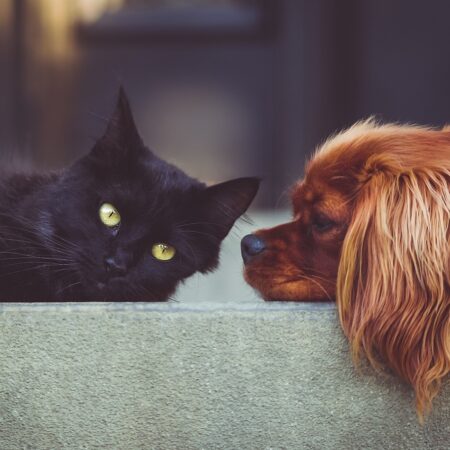 🐶🐱 Best Cats for Dogs: Breeds That Make Great Canine Companions