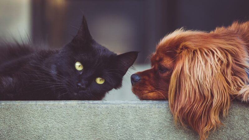 🐶🐱 Best Cats for Dogs: Breeds That Make Great Canine Companions