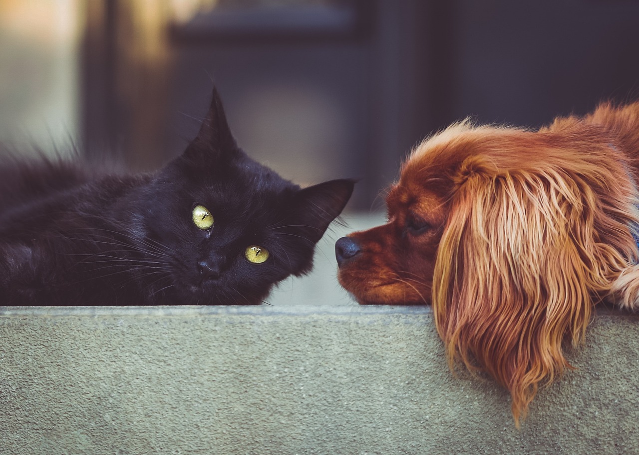 🐶🐱 Best Cats for Dogs: Breeds That Make Great Canine Companions